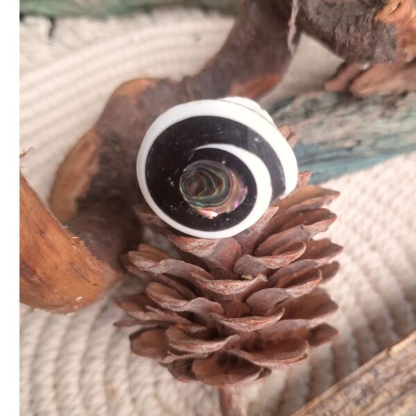 Natural sea shell ring with black spiral and abalone centre on pine cone, CocoRoots